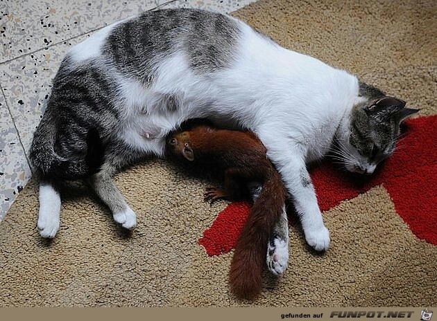 Herzige Tiere Herzige Tiere