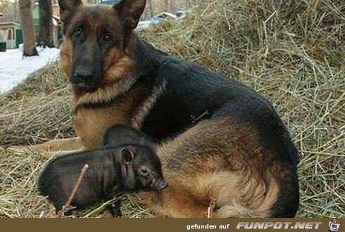 Herzige Tiere Herzige Tiere