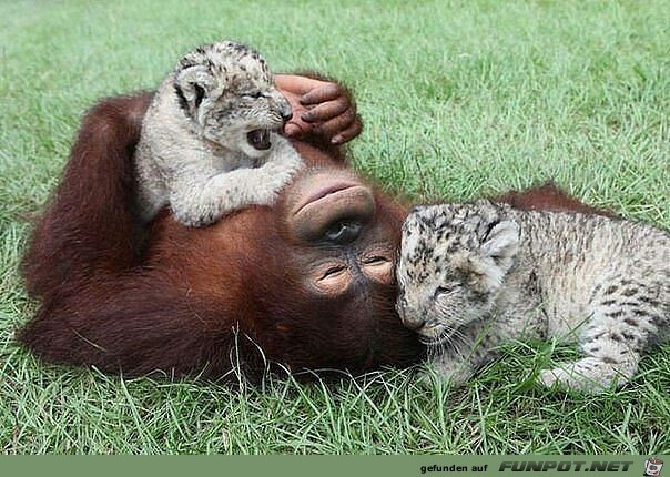Herzige Tiere Herzige Tiere