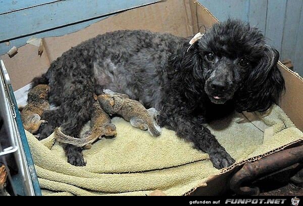 Herzige Tiere Herzige Tiere
