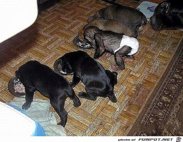 Herzige Tiere Herzige Tiere