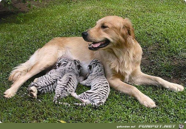 Herzige Tiere Herzige Tiere
