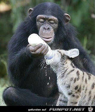 Herzige Tiere Herzige Tiere