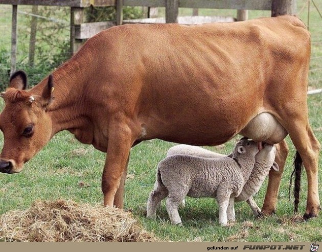 Herzige Tiere Herzige Tiere