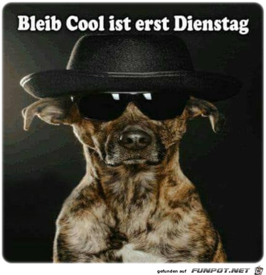 Bleib Cool Bleib Cool
