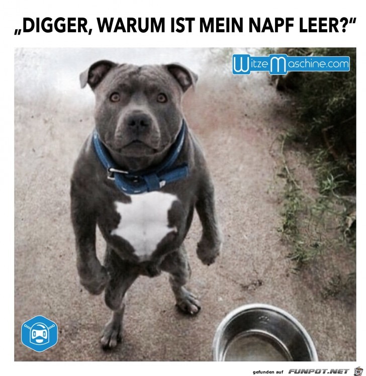 Hey, warum ist mein Napf leer Hey, warum ist mein Napf leer