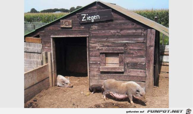 Ziegen Ziegen