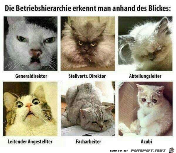 Diese Blicke Diese Blicke
