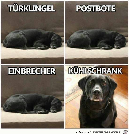 Wie Hunde wirklich ticken