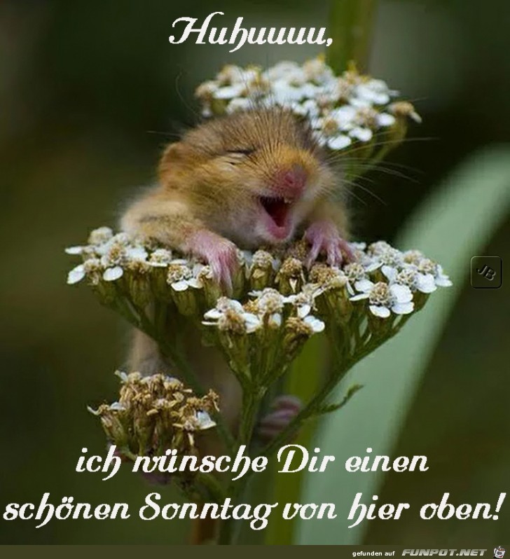 Sonntag Sonntag