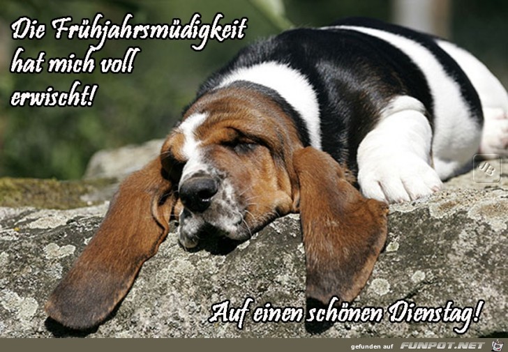 Dienstag Dienstag