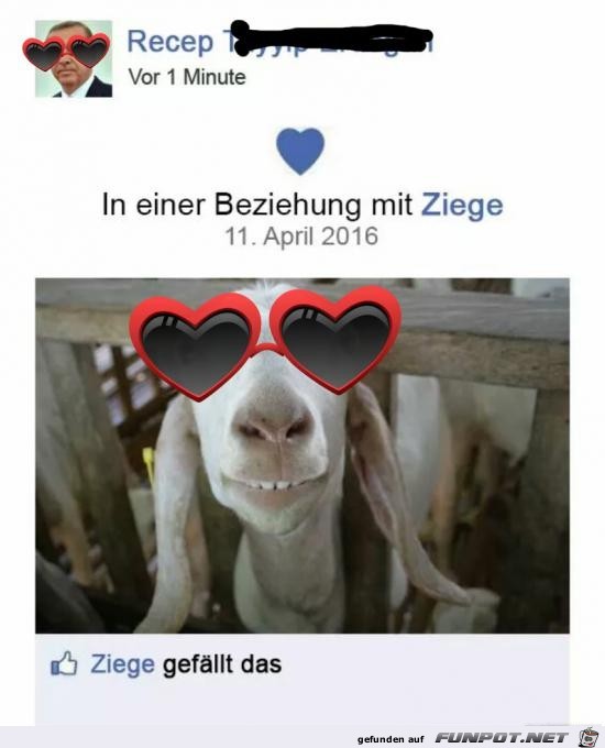 Ziege gefällt das Ziege gefällt das