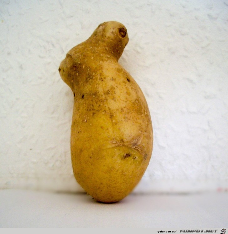 Heute erste Kartoffelhasen gesichtet Heute erste Kartoffelhasen gesichtet