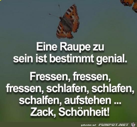 eine Raupe zu sein ist bestimmt genial.......