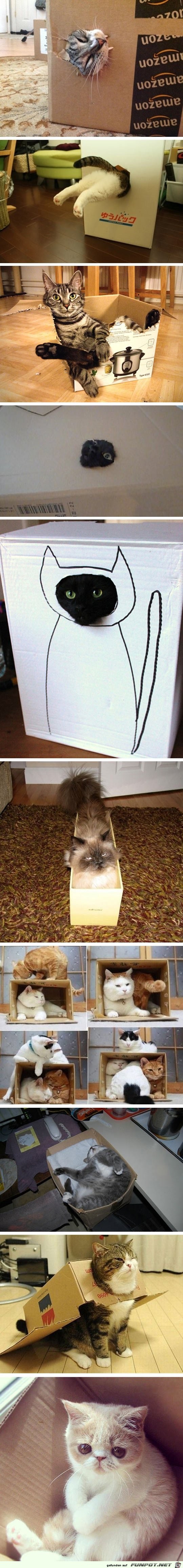 Katzen lieben Kartons