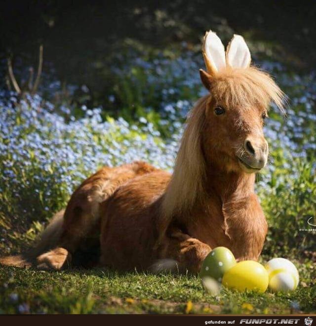 Komischer Hase Komischer Hase