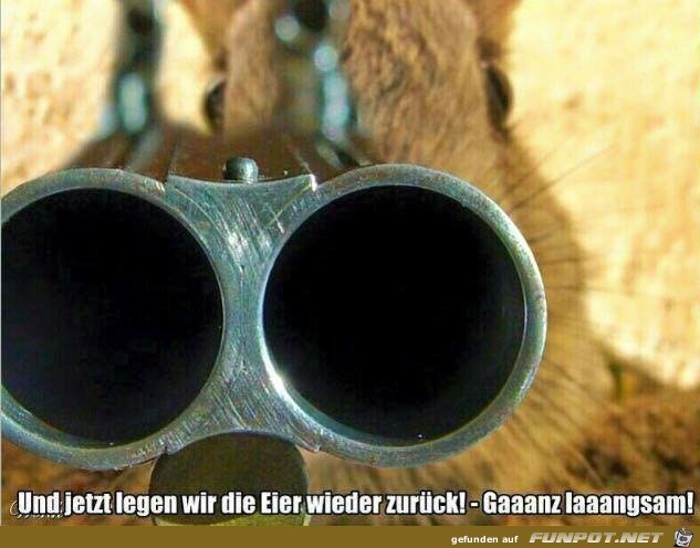 Sofort die Eier zurück legen Sofort die Eier zurück legen