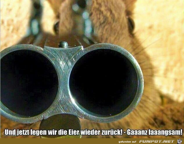 Sofort die Eier zurück legen Sofort die Eier zurück legen