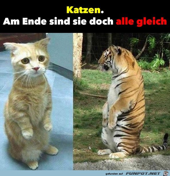Katzen Katzen