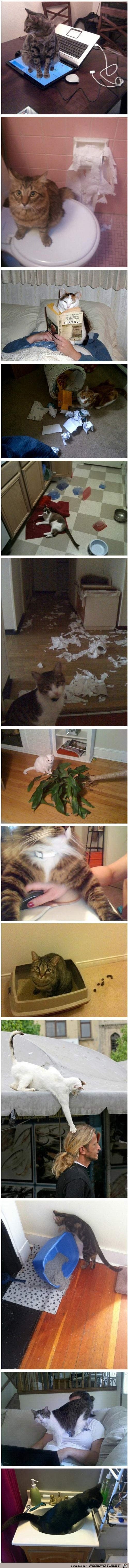 Katzen Katzen