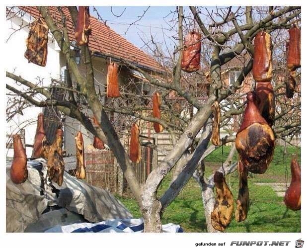Hier gibts noch Osterschinken Hier gibts noch Osterschinken