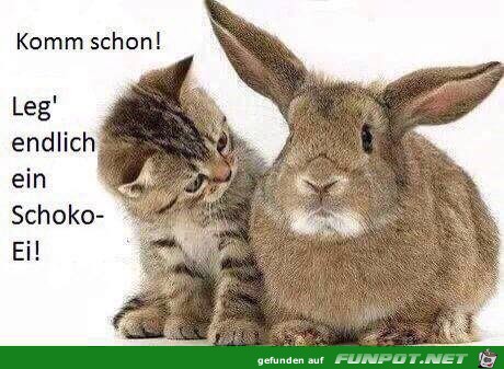 Komm schon Komm schon