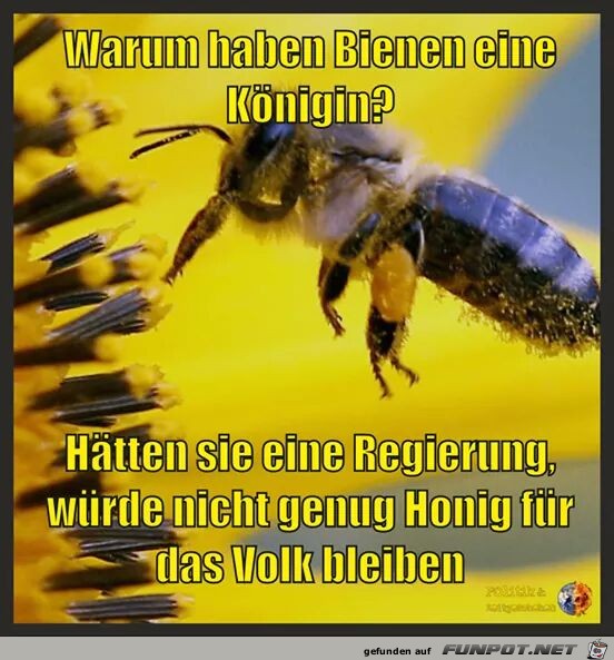 Warum haben Bienen eine Koenigin