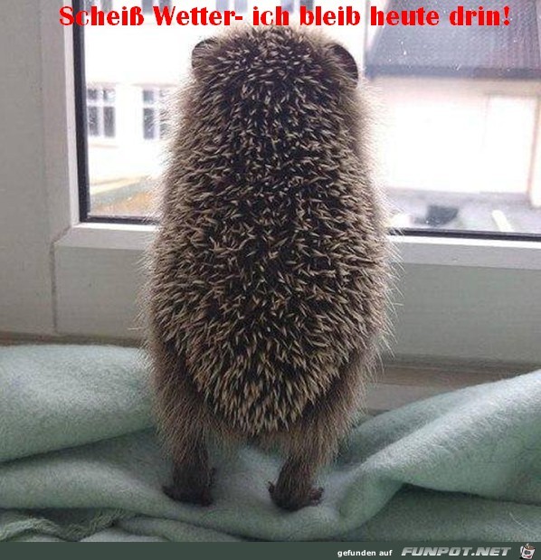 Scheiß Wetter Scheiß Wetter