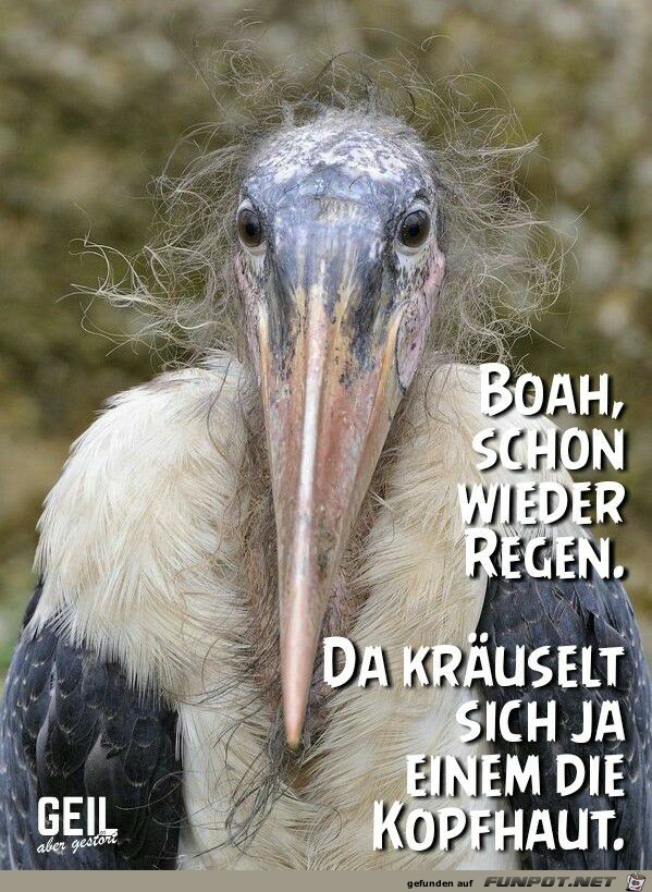 Boah schon wieder Regen Boah schon wieder Regen