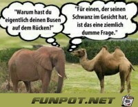 Wer dumm fragt