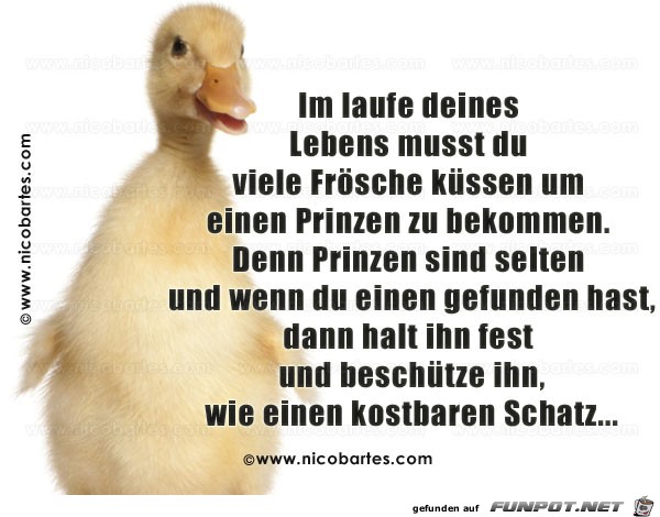 im Laufe deines Lebens musst du viele Frsche kssen.....