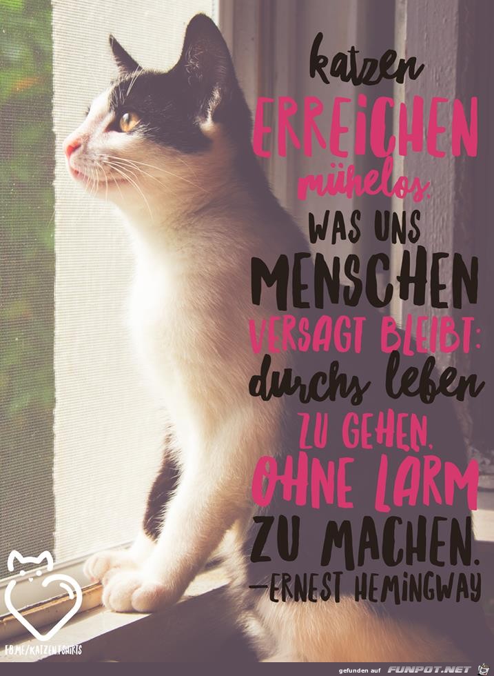 Katzen Katzen