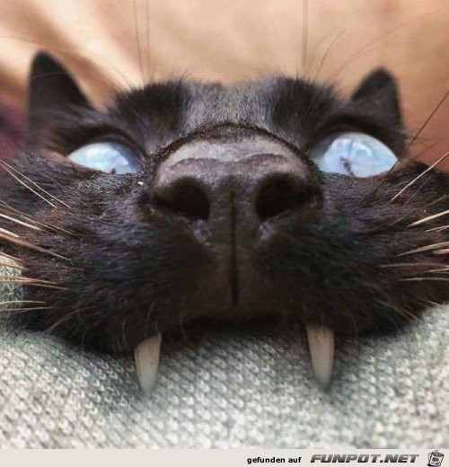 Vampir-Katze