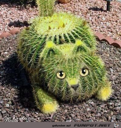 Kaktus-Katze