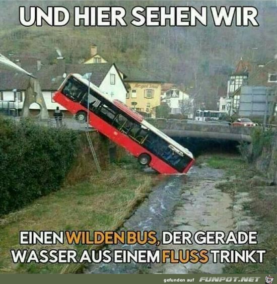 der Bus hat Durst