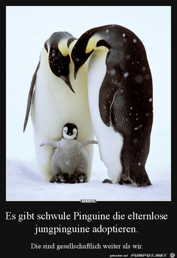 Pinguine sind weiter als wir