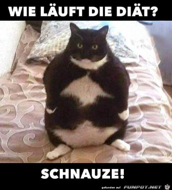 Schnauze Schnauze