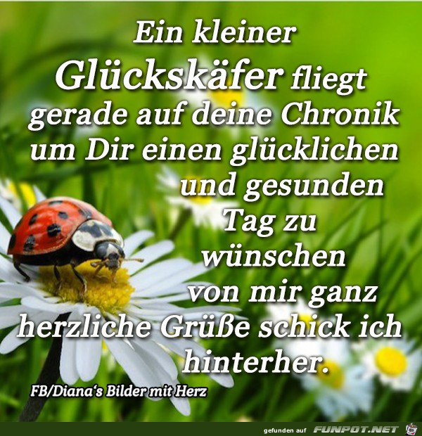 Ein kleiner Glueckskaefer Ein kleiner Glueckskaefer