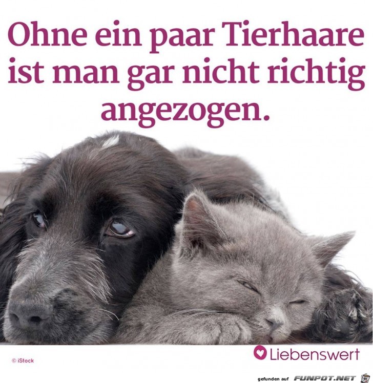 Ohne ein paar Tierhaare