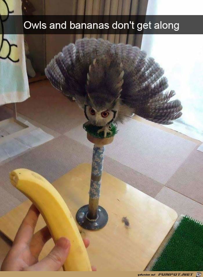 Eulen und Bananen geht gar nicht Eulen und Bananen geht gar nicht