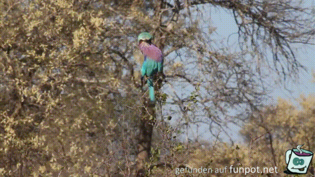 Vogelsport Vogelsport