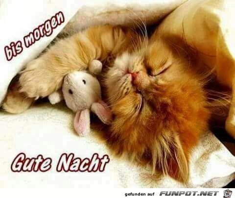 Gute Nacht Gute Nacht