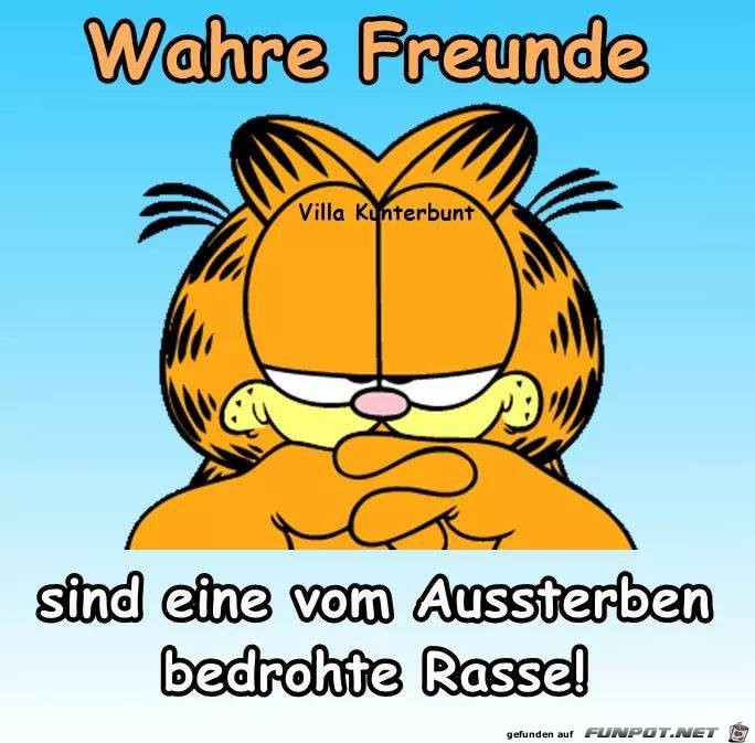 Wahre Freunde