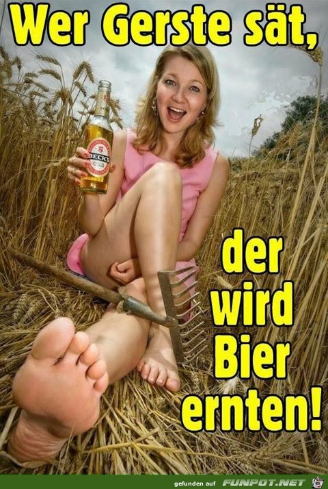 Bier-Ernte