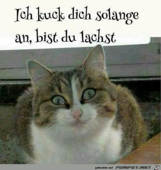 Ich gucke Ich gucke