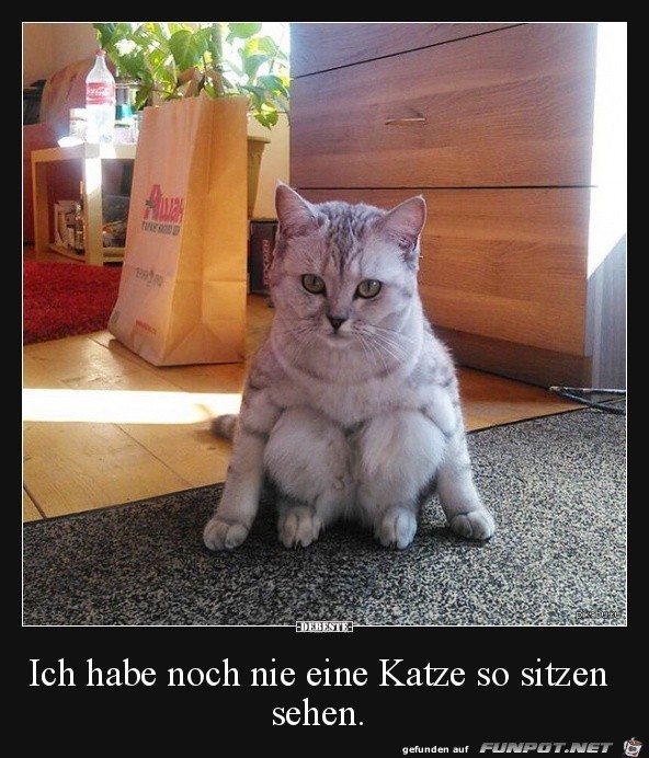 ich habe noch nie eine Katze.......