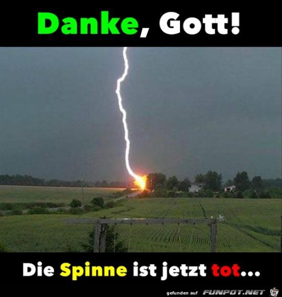 Die Spinne ist tot