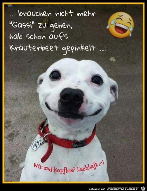 Brauch nicht mehr Gassi gehn Brauch nicht mehr Gassi gehn