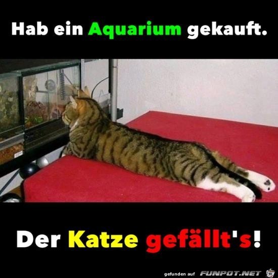 Die Katze mag es