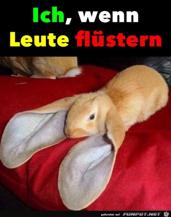 Ziemlich lange Ohren Ziemlich lange Ohren